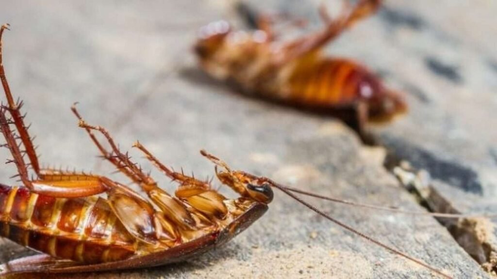 Cockroaches and Health Issues: Why Pest Control Matters