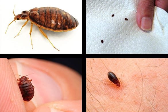 Bed Bug Infestation