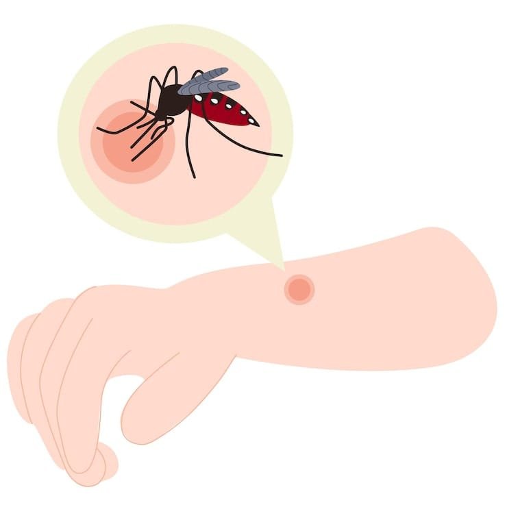 Mosquito and Fly Control