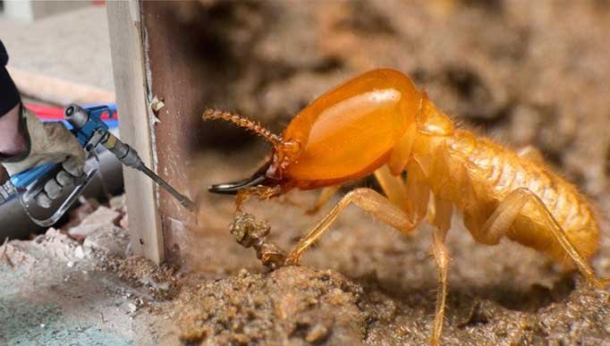 Do’s and Don’ts to Remember During Termite Control
